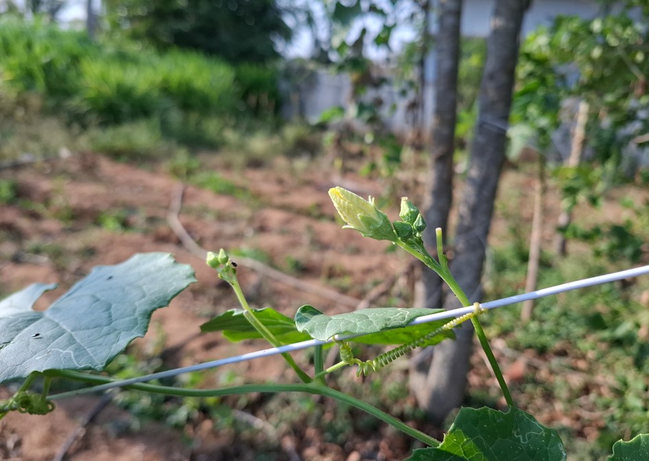 Samsung Galaxy A37 5G's camera sample.