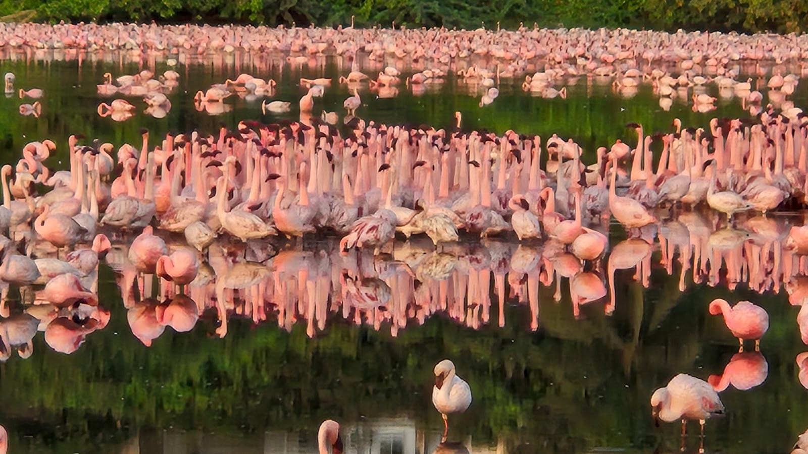Pink bloom at NRI lake. Special arrangement
