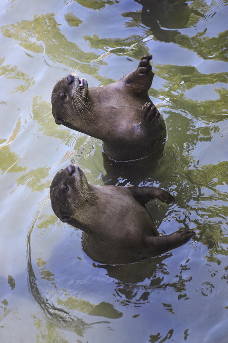 Otters are seen at Sarthana Nature Park on the occasion of World Otter Day, in Surat, Gujarat.