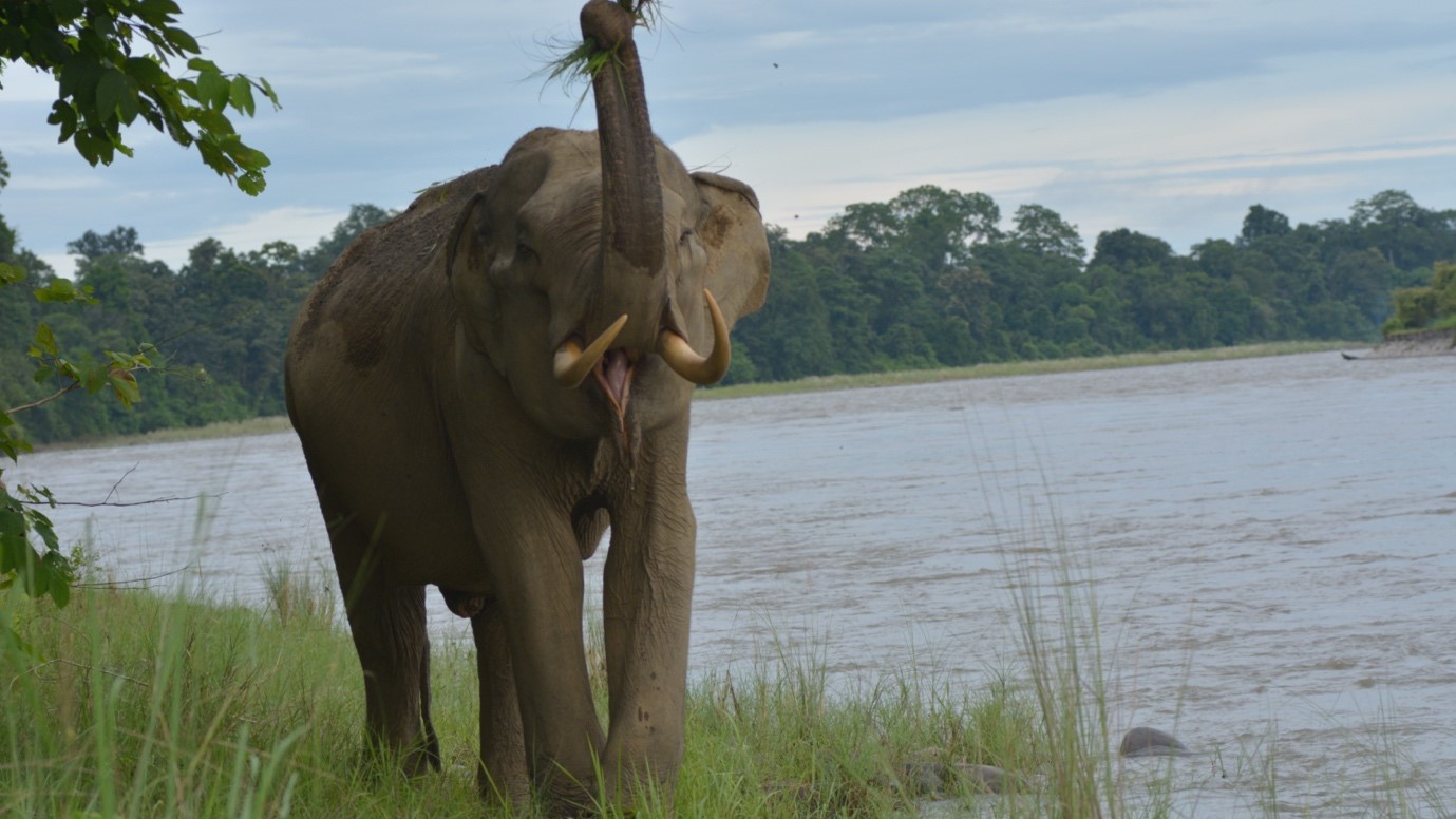 Mega projects in Arunachal Pradesh leading to rising human-elephant conflicts: Study
