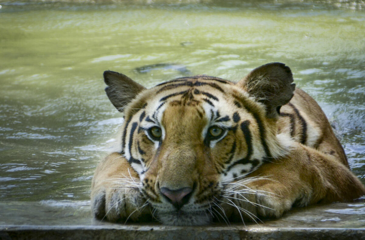 Tiger ‘Lalu’ cools off in a pond inside an enclosure at Kanpur Zoological Park amid scorching summer heat, in Kanpur, Uttar Pradesh.