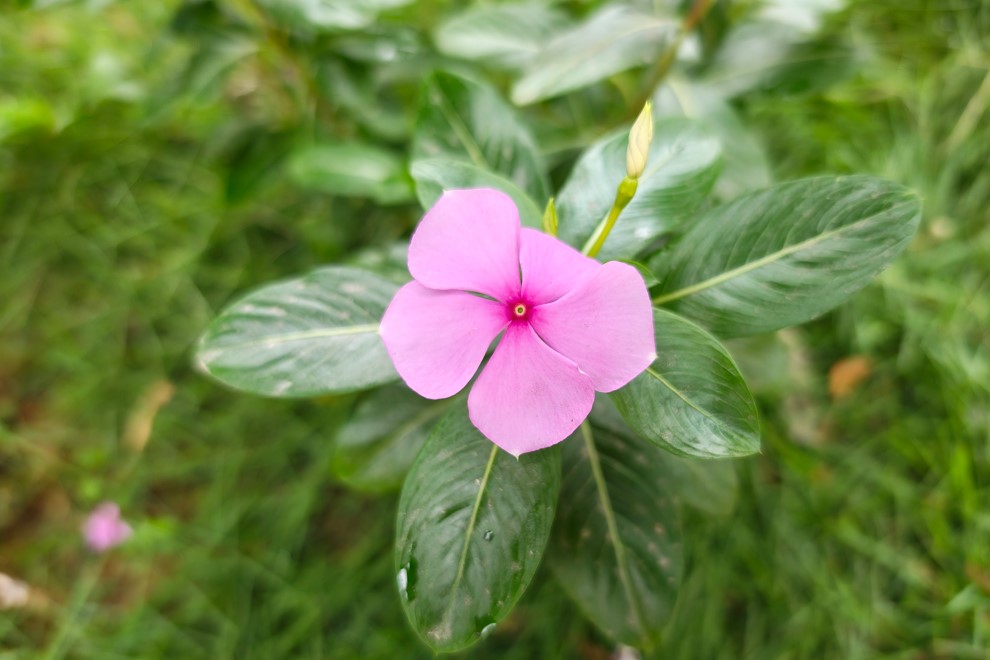 Motorola Razr Fold's camera sample.