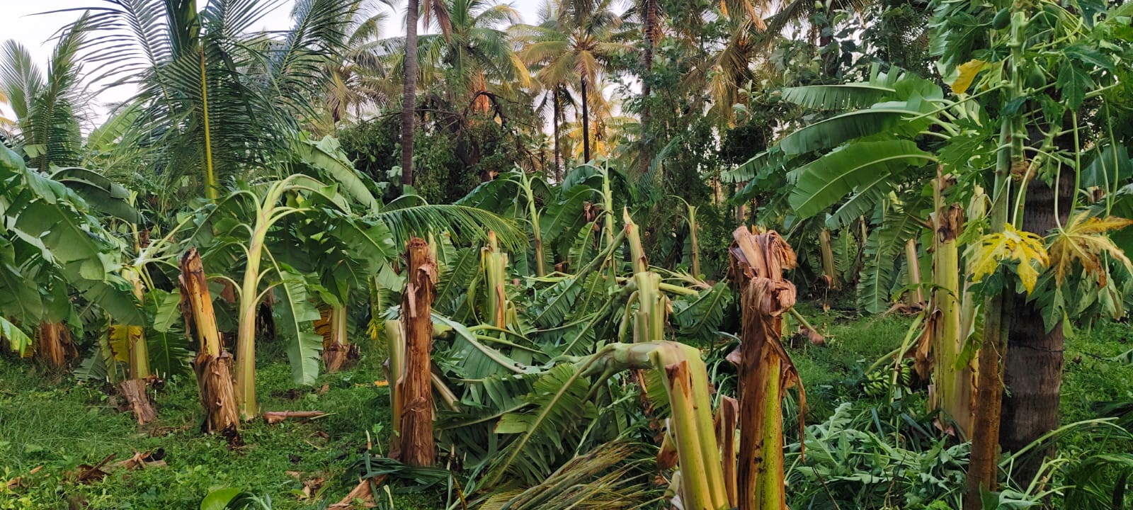 Banana plants damaged due to gusty winds. dh photos  