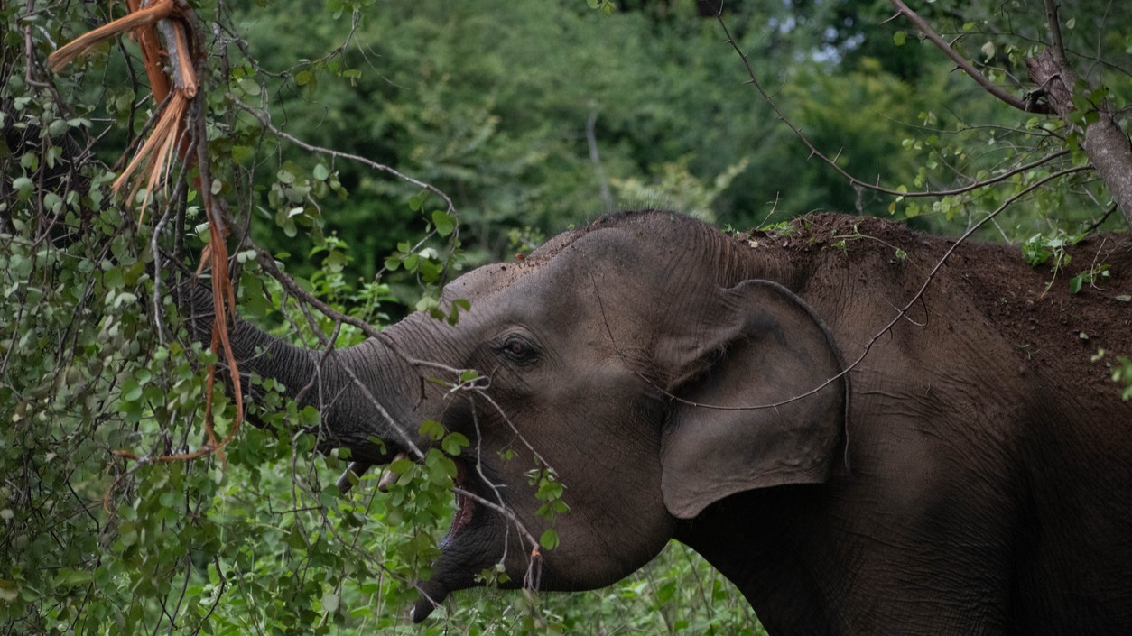 Elderly man dies in wild elephant attack near Kerala's Athirappally