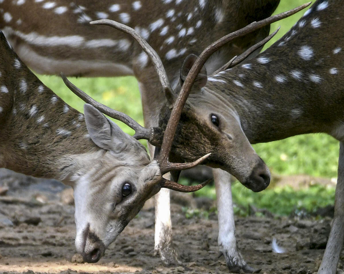 Two male spotted deer fight inside their enclosure at the Assam State Zoo cum Botanical Garden, in Guwahati, Assam.