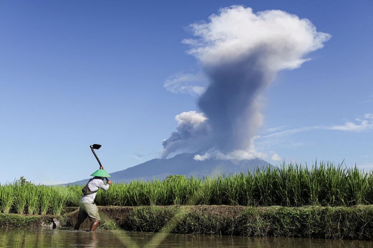 A farmer works in a paddy field as Mount Marapi volcano spews volcanic ash, as seen from Batusangkar in Tanah Datar, West Sumatra province, Indonesia.