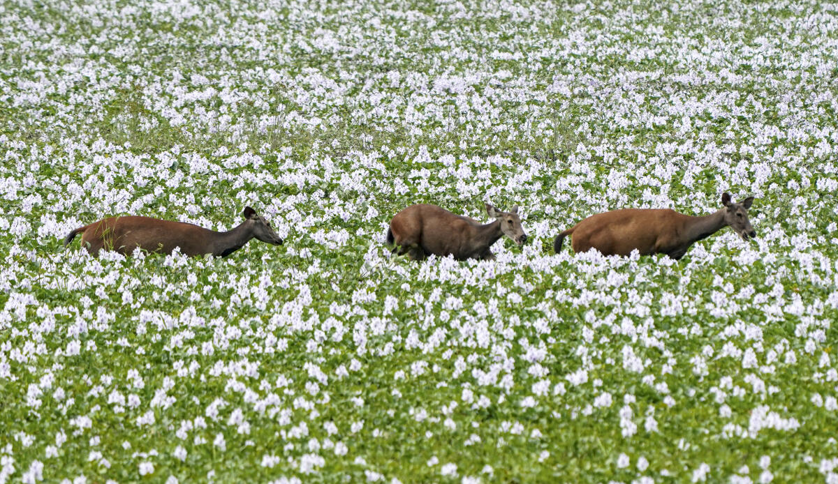 Swamp deer move through a wetland covered with blooming water hyacinths at Kaziranga National Park, in Golaghat district, Assam.
