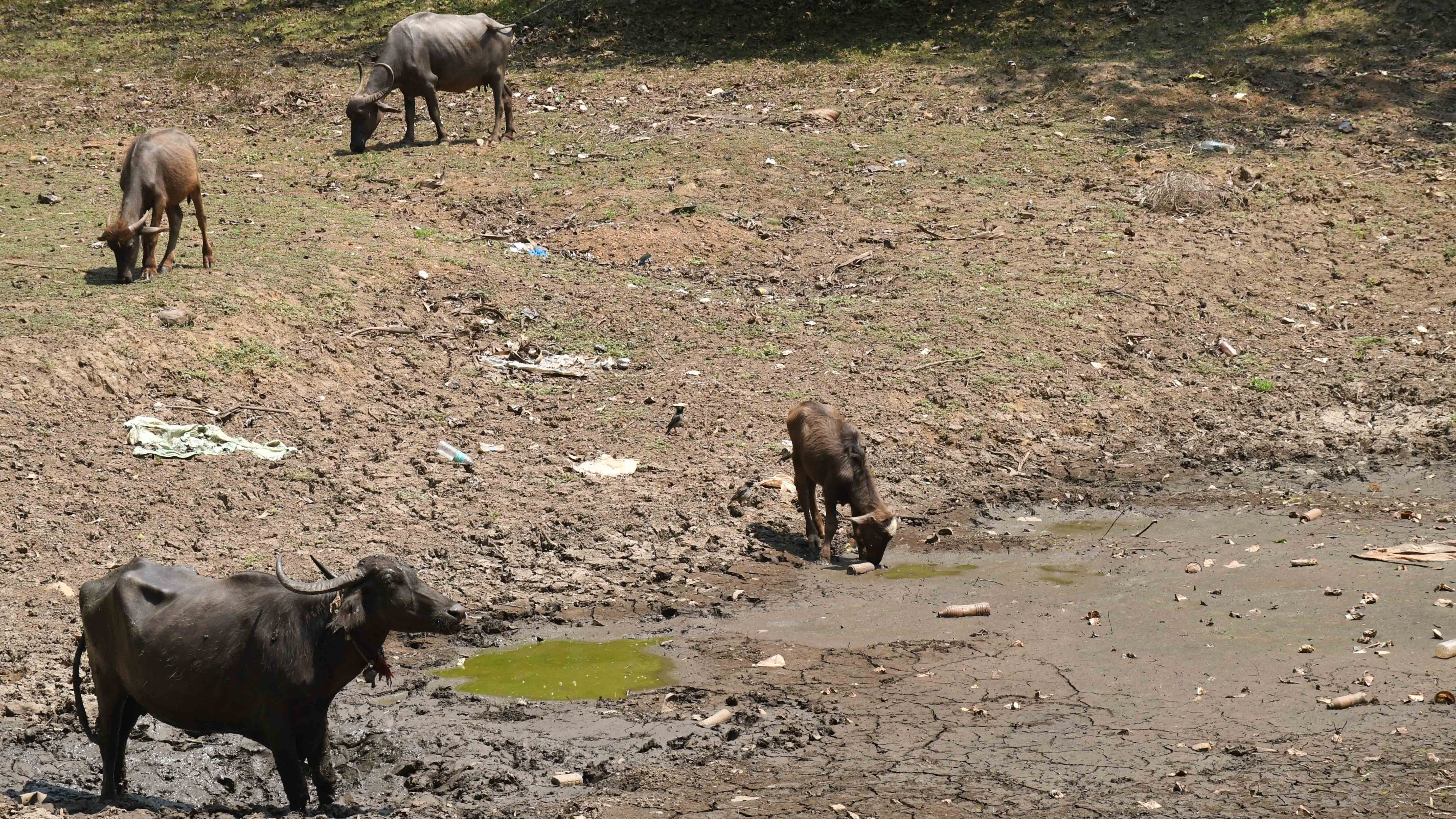 Shrinking water bodies in Karnataka's Dharwad district raise alarm