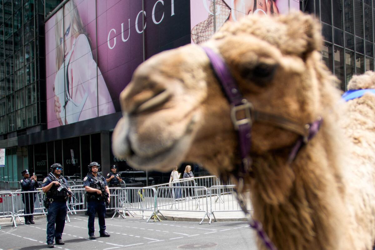 Members of the New York Police Department counterterrorism unit stand guard as people march with camels during the "Israel Day on Fifth" parade, amid the ongoing conflict between Israel and Hamas, in New York City, US.