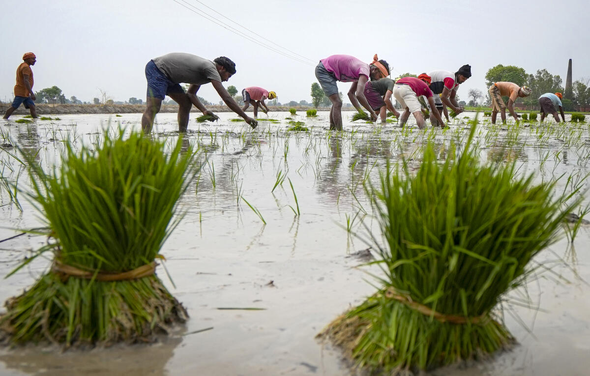 Workers work in a paddy field as paddy transplantation begins across the region, near Amritsar, Punjab