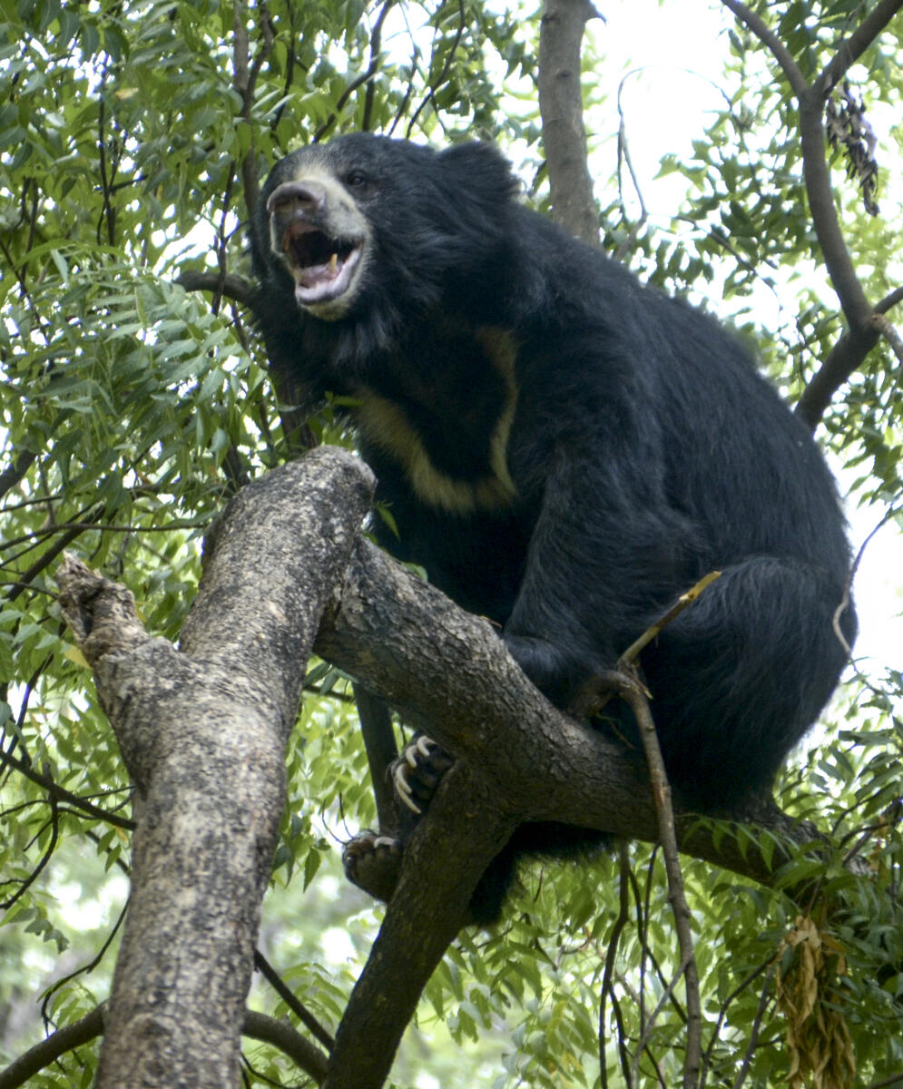 Maya, female sloth bear, climbs on a tree inside its enclosure on a summer day, at Kanpur Zoological Park, Uttar Pradesh