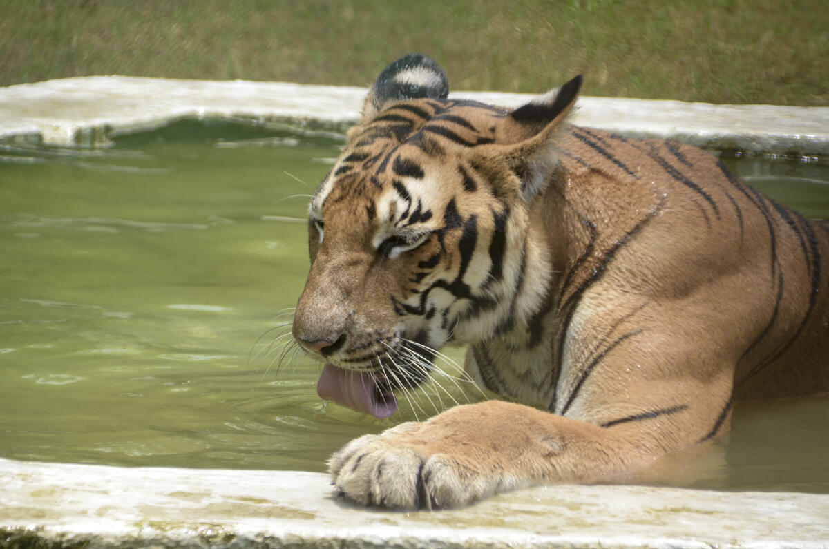 Malti, a female Bengal tigress, cools off in a waterbody on a summer day, at Kanpur Zoological Park, Uttar Pradesh