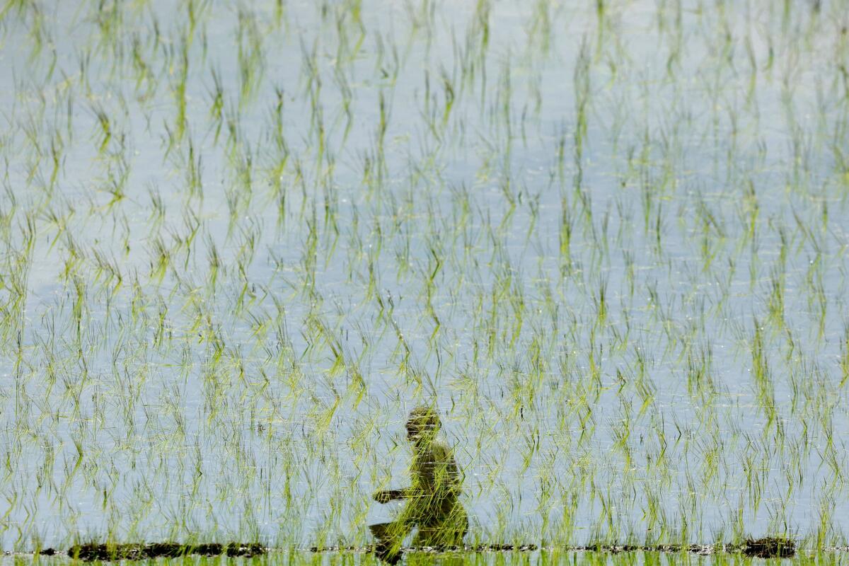 A farmer is reflected in the water in a paddy field as he spreads fertilizer, on the outskirts of Srinagar