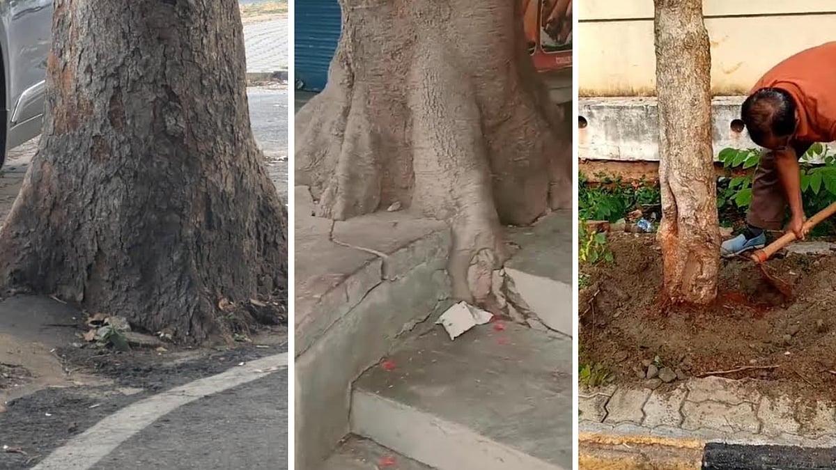 A year after government order, Mysuru trees still trapped in concrete