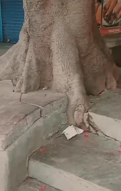 A Concretised Tree base near Sri Chandramouleshwara temple circle on Kalidasa road in Mysuru.