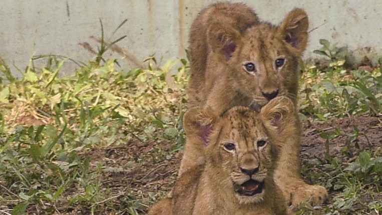 Deaths of 8 lion cubs not caused by ‘Babesia’ but due to heat: Gujarat minister
