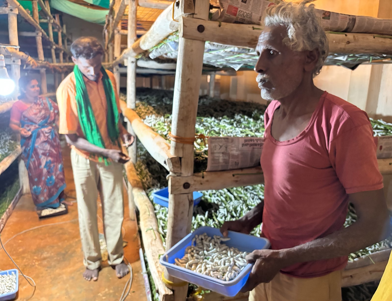 Sixty-five-year-old farmer Muniyappa tends to silkworms at his rearing shed in Nadipinayakanahalli on Saturday.