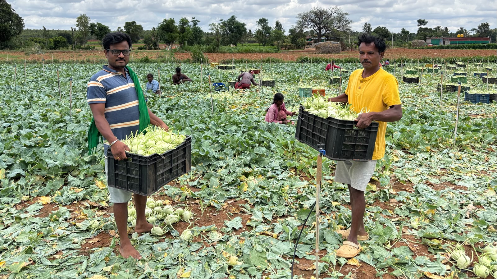 Farmers Puneeth (left) and Rangareddy showcase a fresh harvest of kohlrabi in their fields at Yannanguru village in Sidlaghatta on Saturday. 