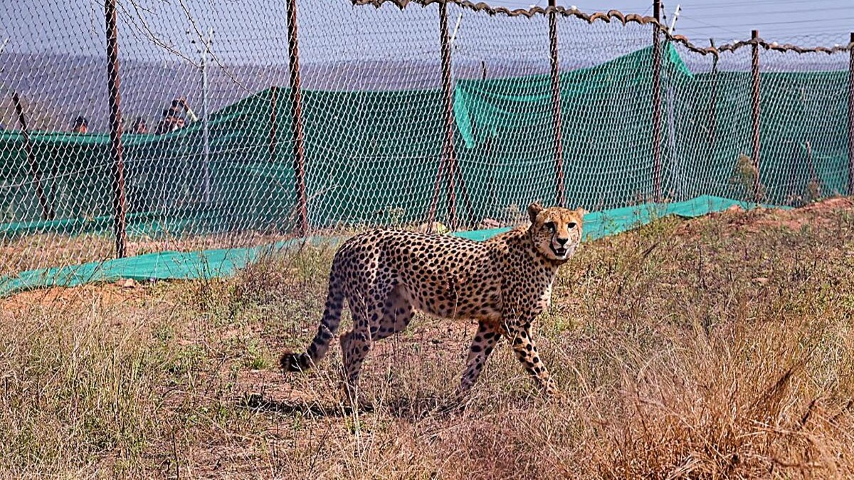 Madhya Pradesh: 27-month-old Indian-born female cheetah dies in Kuno while being treated for injuries