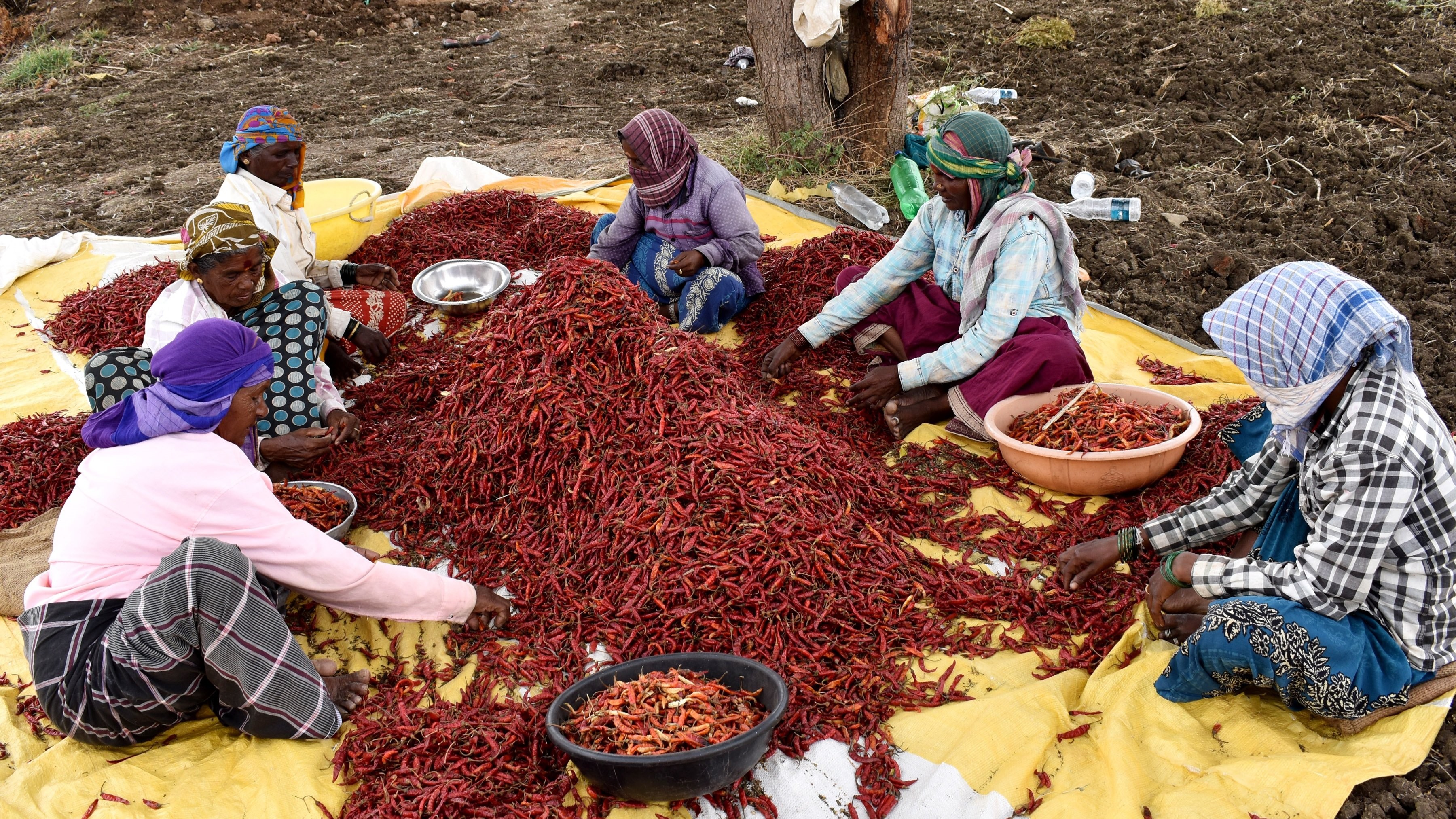 India’s spice exports dip 33% due to West Asia conflict, Ukraine war
