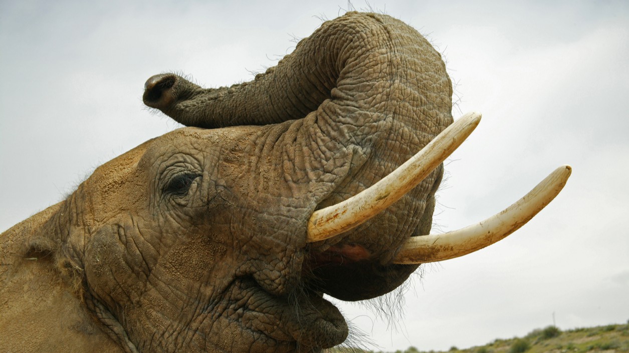 3 arrested for attempting to sell elephant tusks illegally in Mangaluru