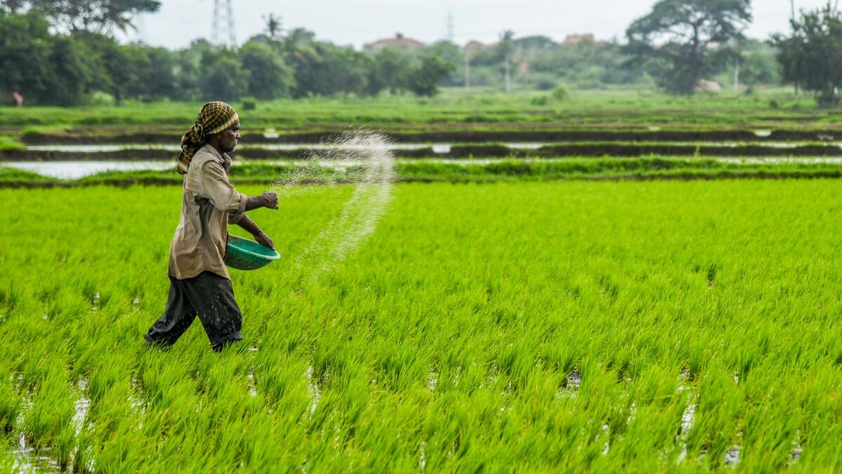 Fertiliser shortage triggers panic in Mysuru