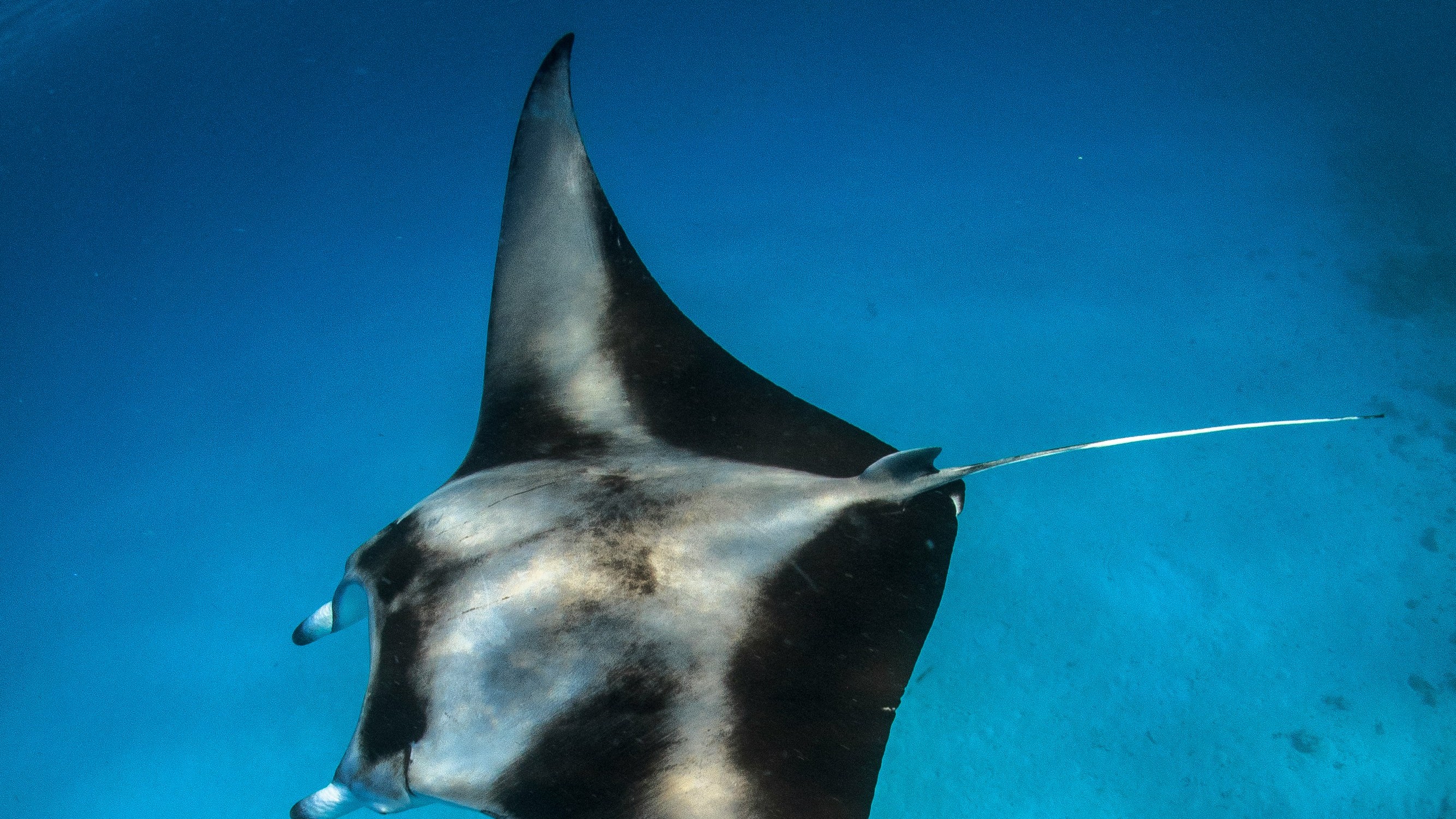 Gliding with manta rays in the waters of Maldives