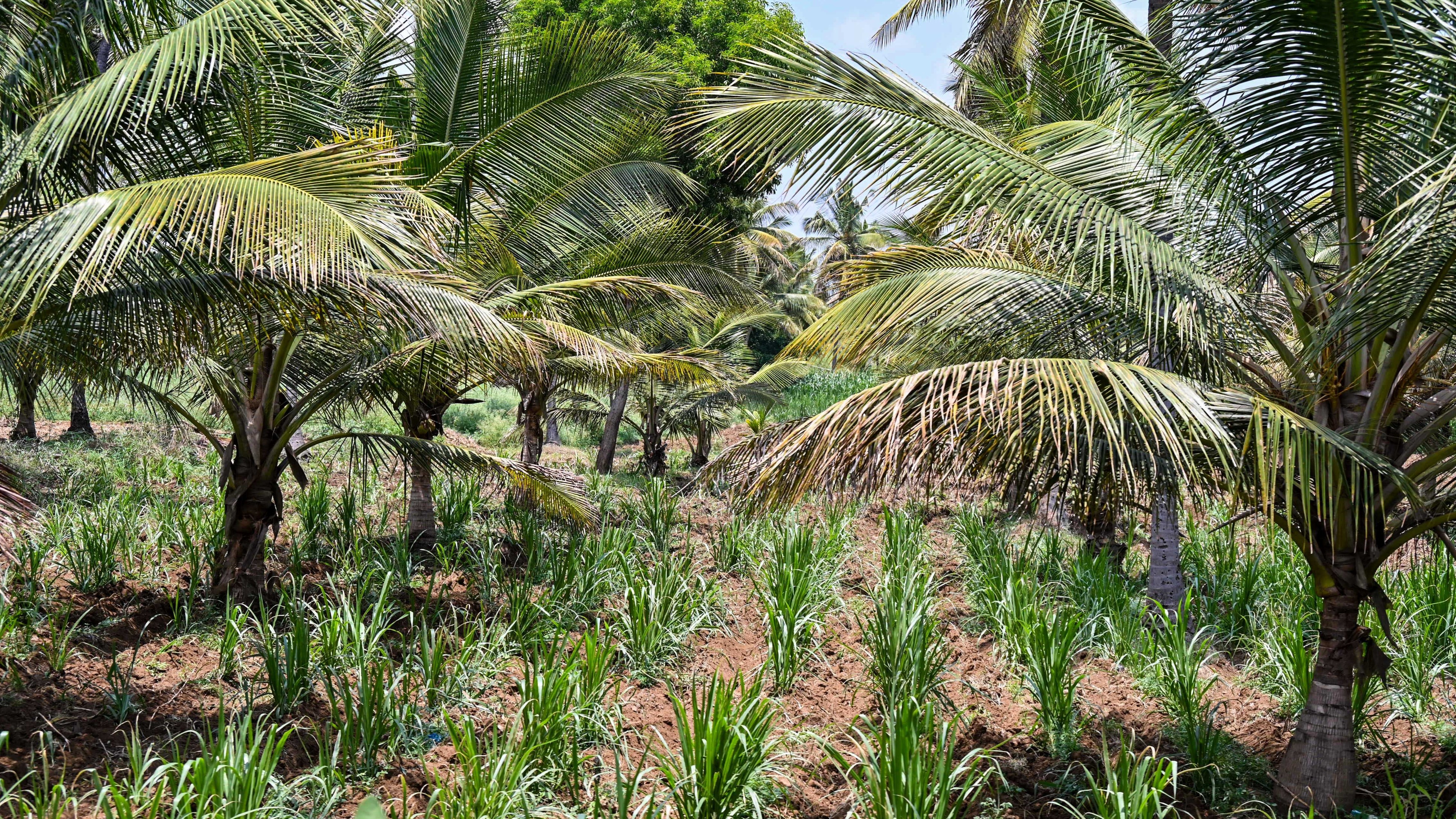 Villages in Karnataka's Bidadi split over surrendering land to govt for township project