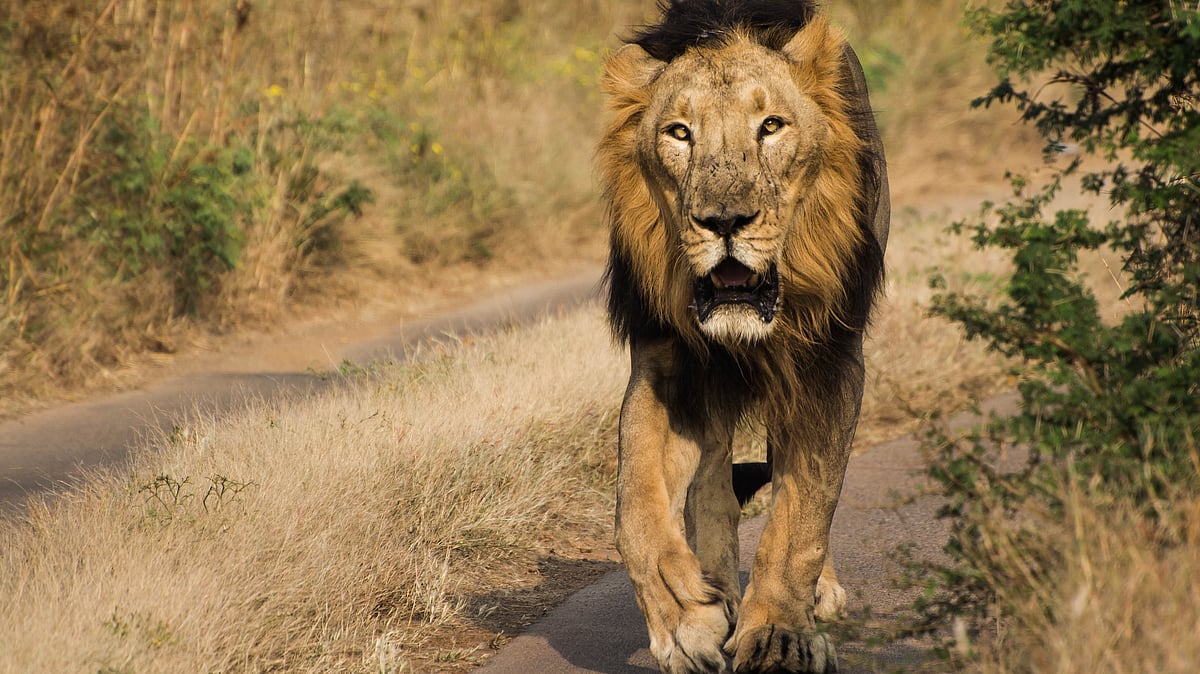 34-year-old villager killed by lions in Gujarat's Bhavnagar district; second incident in two days raises alarm