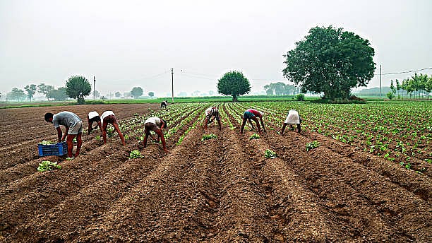 Centre claims sufficient seeds available for kharif season