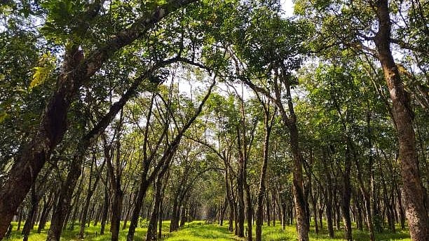 Digital database captures India's vast tree diversity