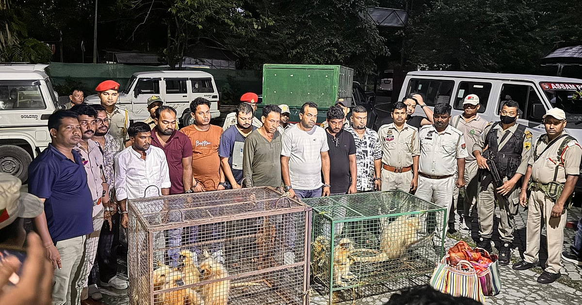 Bangladeshi national among nine arrested for smuggling endangered golden langurs in Assam