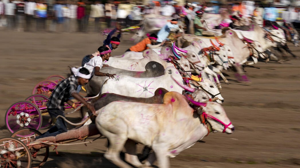 Participants compete in the annual Bailgada Sharyat (bullock cart race) in Pedgaon, Satara district, Maharashtra, on Sunday, June 21, 2026. The event is a 400-year-old traditional sport of bullock cart racing held mainly in Maharashtra.