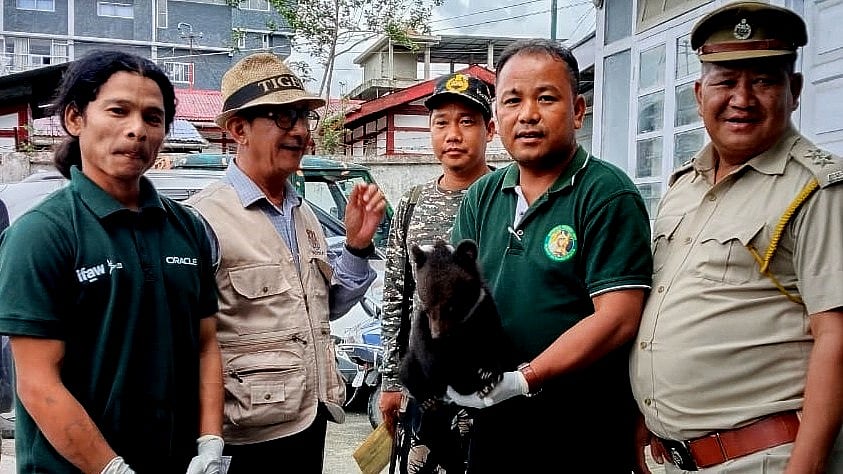 A doom scroll and 200-km drive gives 'abandoned' bear cub second chance in Arunachal Pradesh