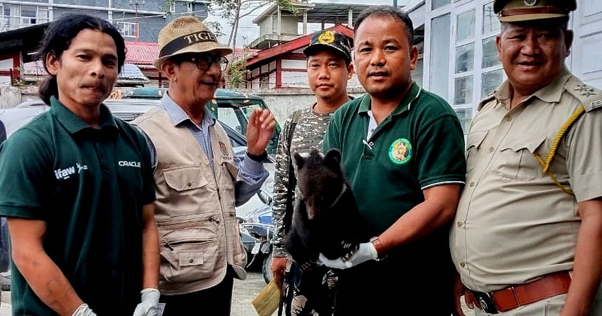 A doom scroll and 200-km drive gives 'abandoned' bear cub second chance in Arunachal Pradesh