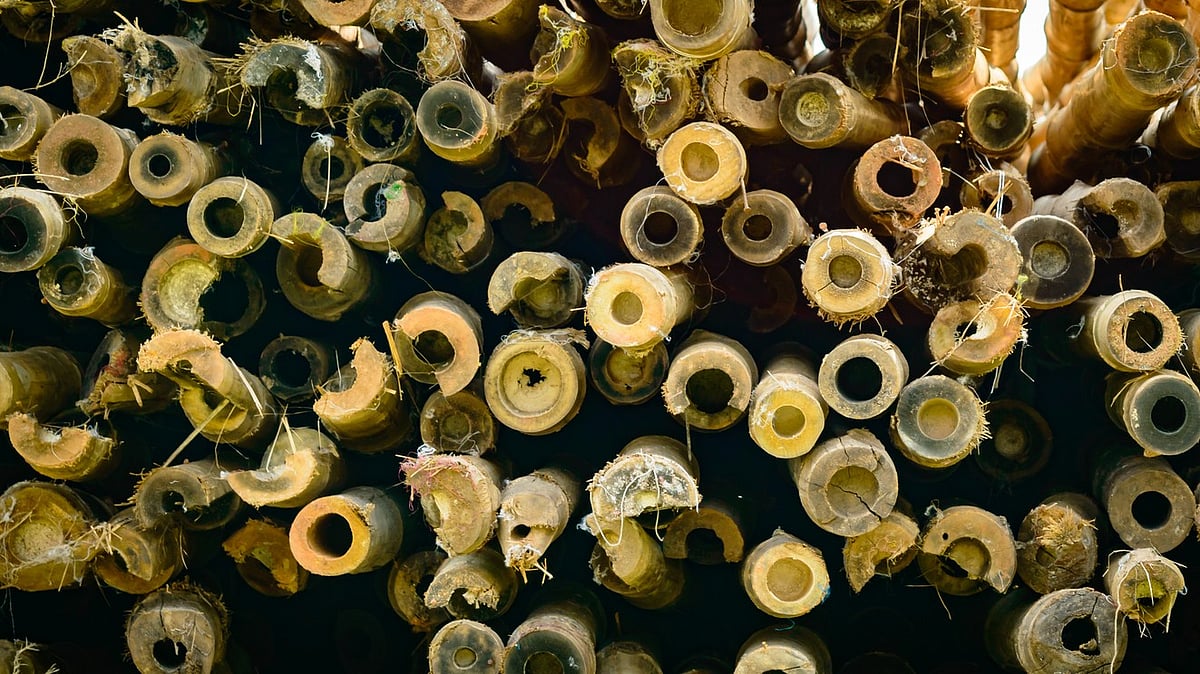 ADB approves $42.2 million loan to develop bamboo-based industries in Northeast