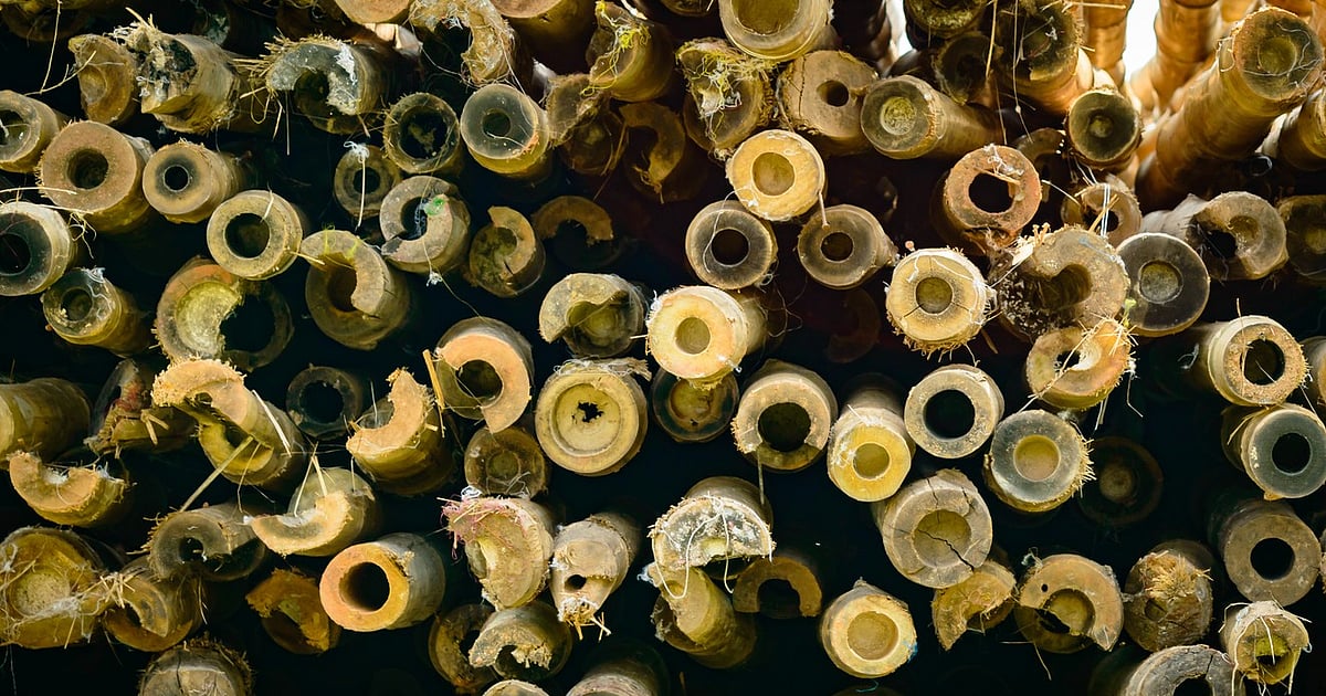 ADB approves $42.2 million loan to develop bamboo-based industries in Northeast