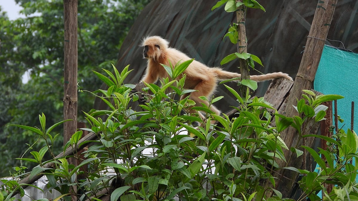 Rescued from 'traffickers', endangered golden langurs released back into Sikhna Jwhwlao National Park in Assam