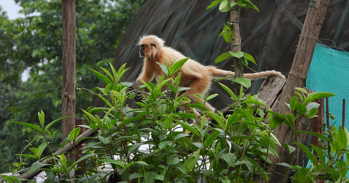 Rescued from 'traffickers', endangered golden langurs released back into Sikhna Jwhwlao National Park in Assam