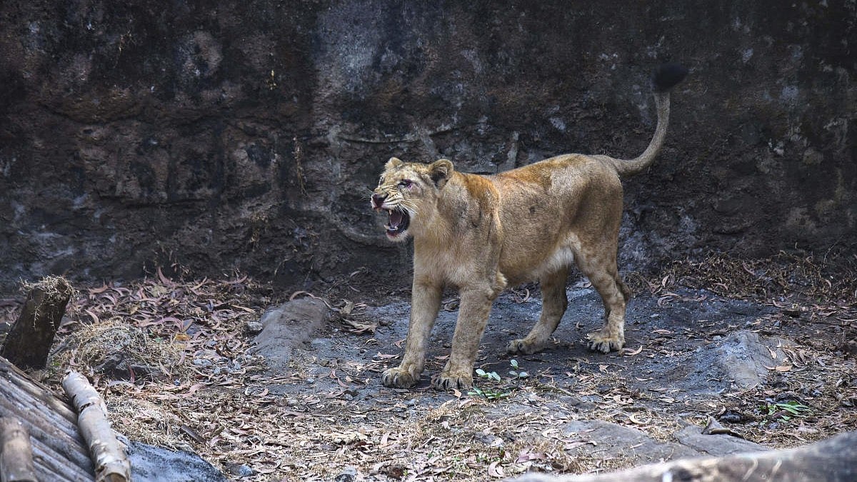 Gujarat: Lioness kills five-year-old, fifth fatal case in a month
