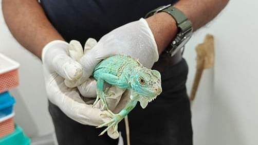 Kempegowda Airport sees three wildlife smuggling cases in three months