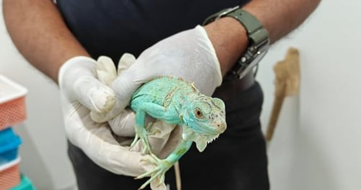 Kempegowda Airport sees three wildlife smuggling cases in three months