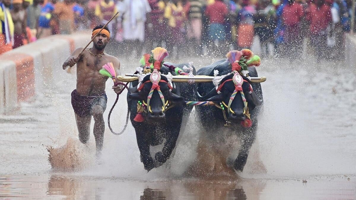 Mysuru Dasara 2026 | Drought clouds Kambala plan and grand celebrations