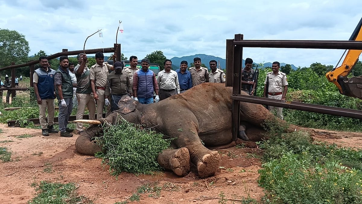 Forest staff, vets rescue wild elephant trapped in rail barricade