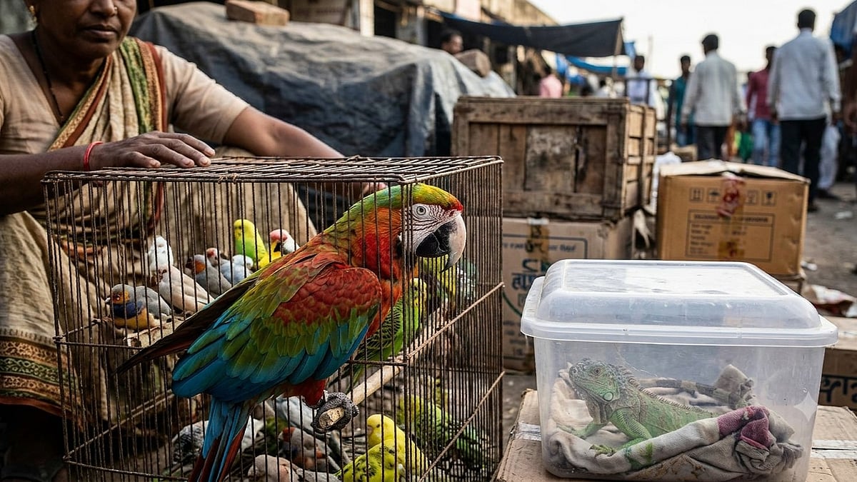 New report demands urgent policy reform to curb India’s booming exotic pet trade