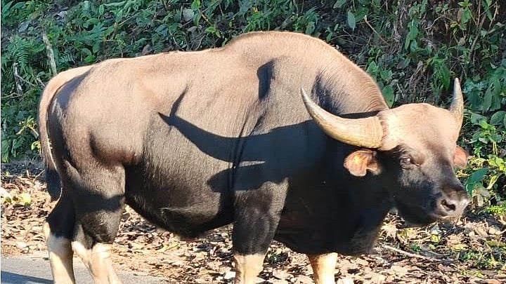 Arunachal Pradesh's unique Siangmi mithun conservation gets genome study boost