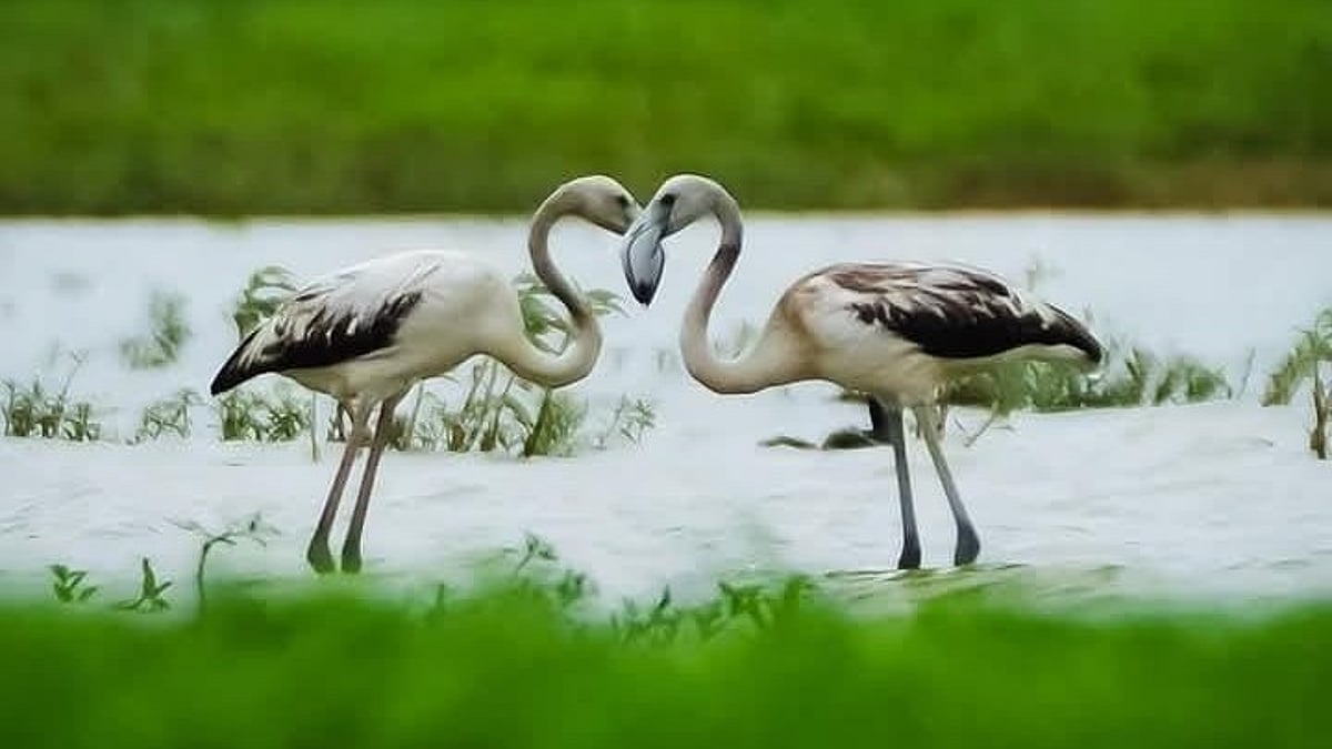 Bengaluru's date with greater flamingos