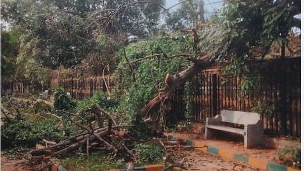 Bengaluru: Jalahalli resident seeks tree branch removal, asks for tax receipt