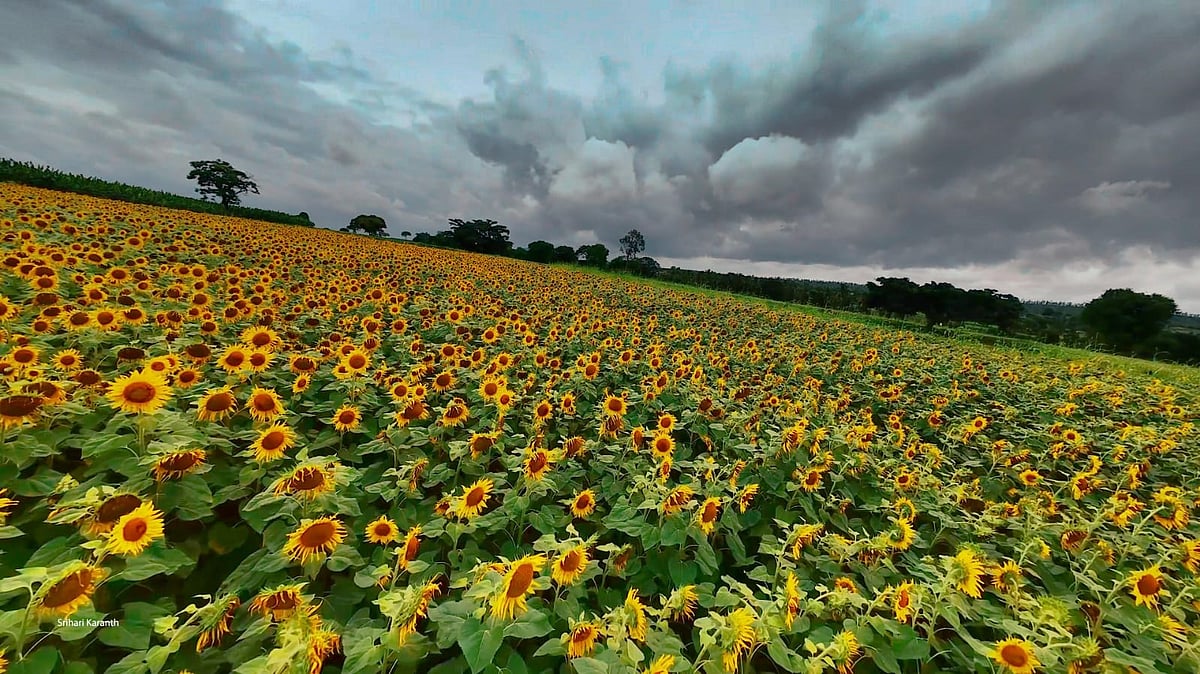 Gundlupet sunflowers: Karnataka's golden fields draw crowds from Bengaluru