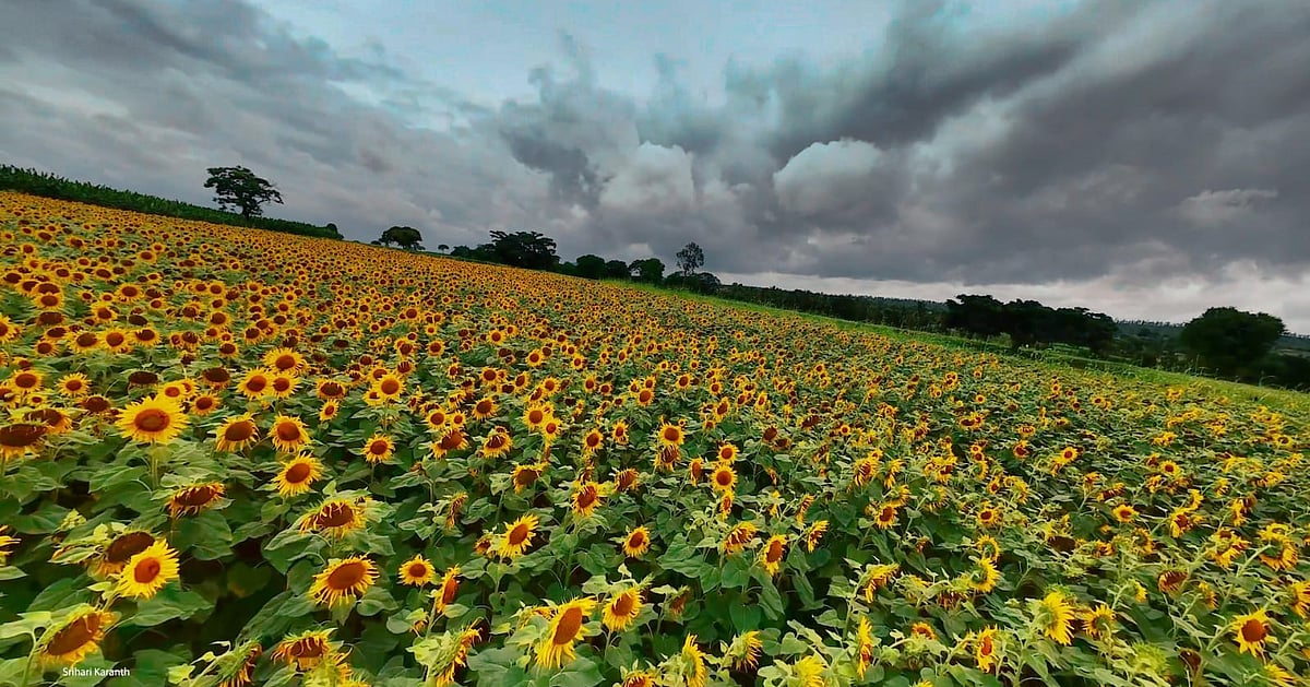 Gundlupet sunflowers: Karnataka's golden fields draw crowds from Bengaluru